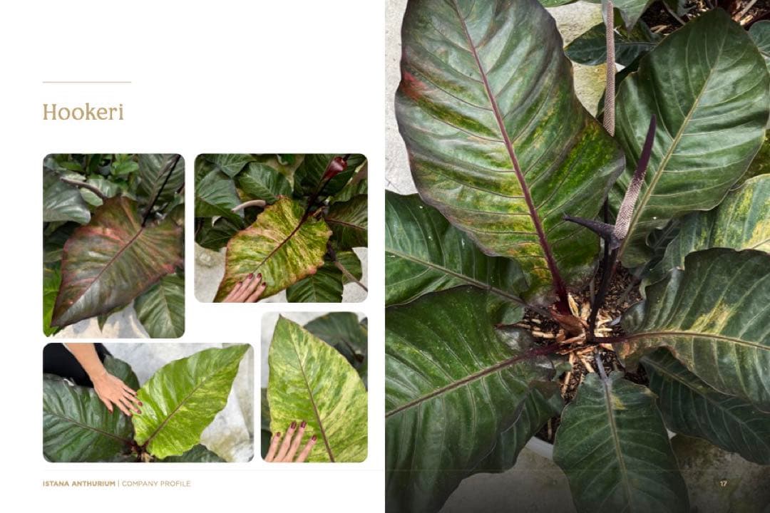 Anthurium Hookeri Sweeta Pink Polkadot ③