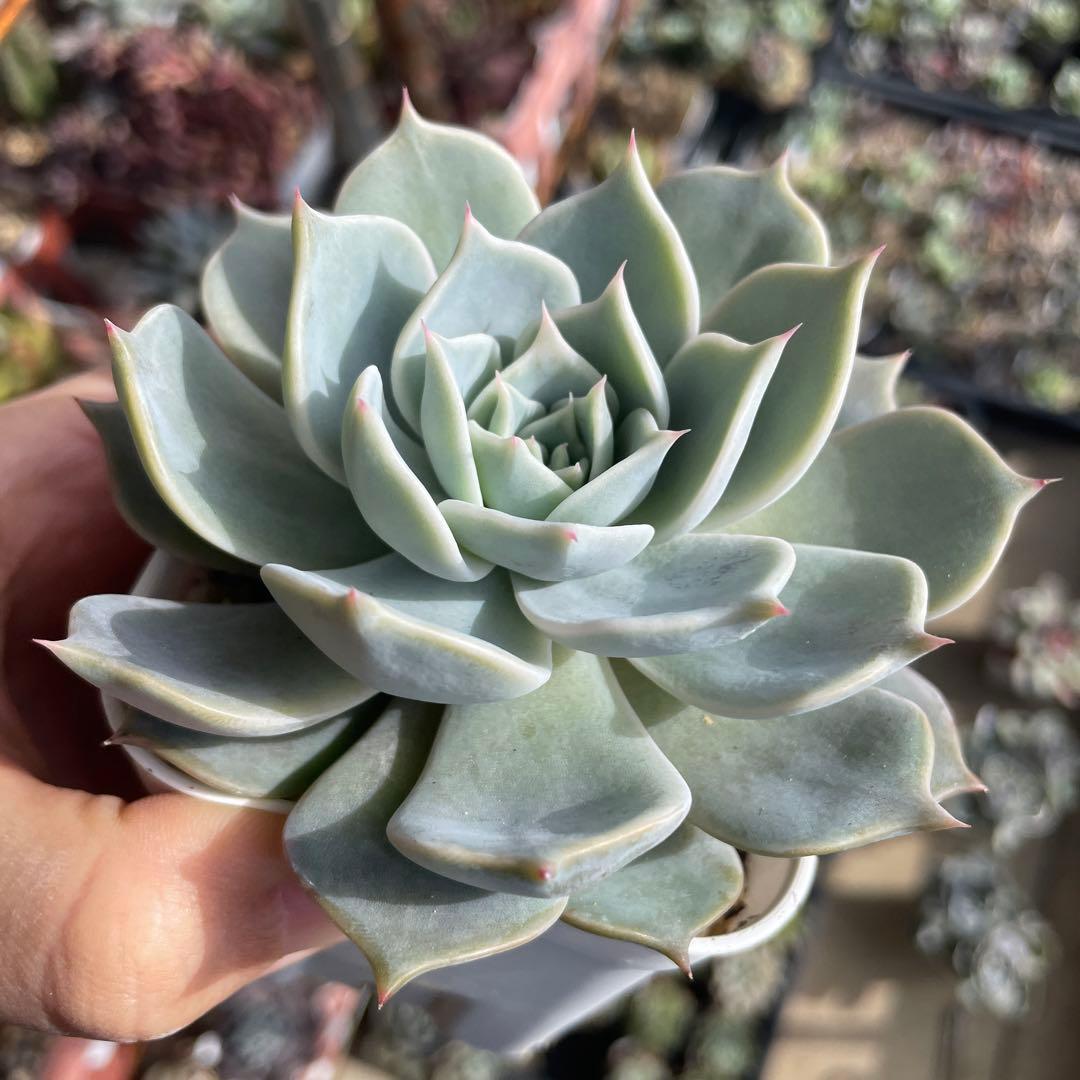 多肉植物エケベリア　チェリークイーン　抜き苗