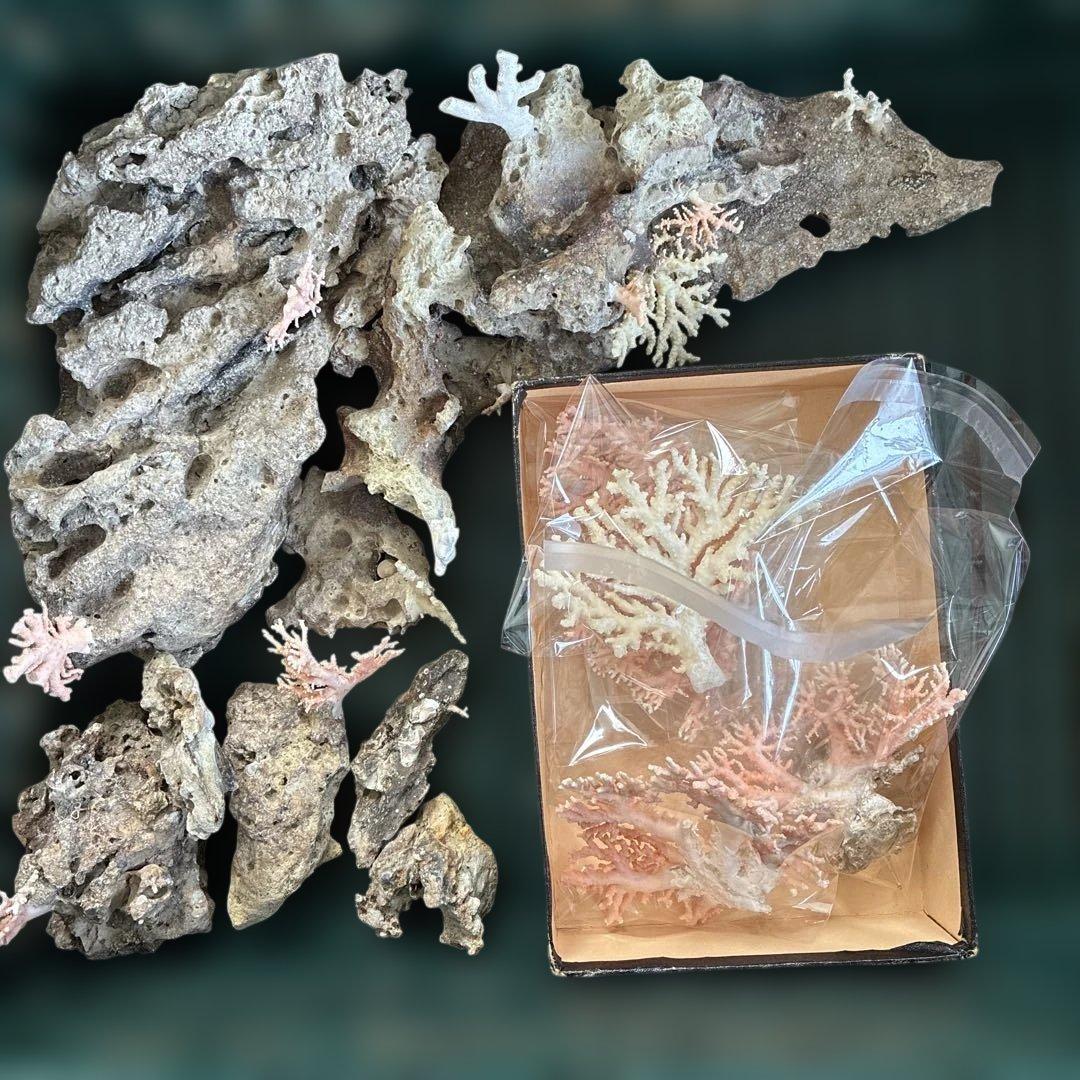 《岩礁 珊瑚礁　貝殻》海の役者達大量セット　アワビ　テングニシ貝　ヤツシロ貝