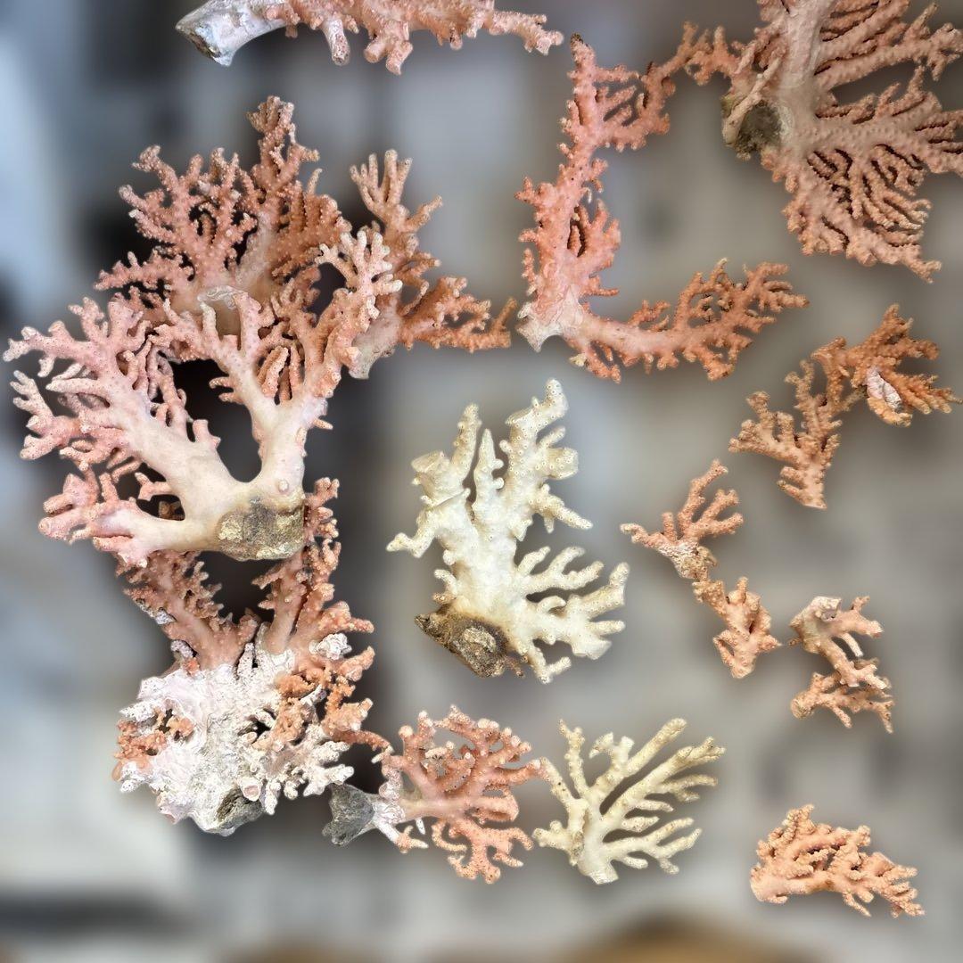 《岩礁 珊瑚礁　貝殻》海の役者達大量セット　アワビ　テングニシ貝　ヤツシロ貝