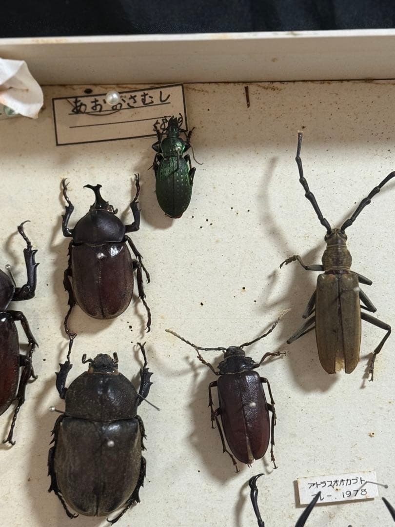 クワガタ　セミ　蜻蛉など23点　昆虫標本　ケース入　送料込み250927