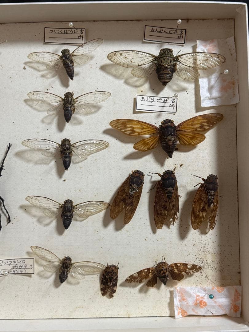 クワガタ　セミ　蜻蛉など23点　昆虫標本　ケース入　送料込み250927