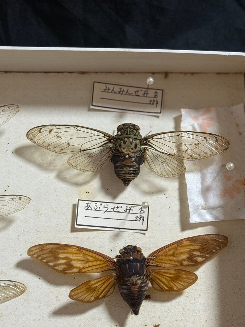 クワガタ　セミ　蜻蛉など23点　昆虫標本　ケース入　送料込み250927