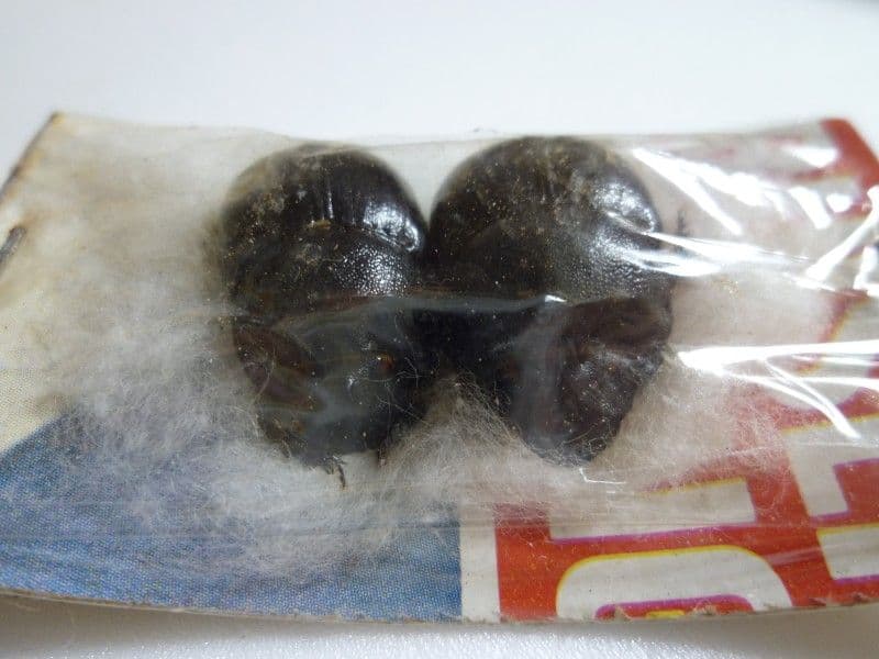 【外国産フンチュウ標本】ダイコクコガネ2/エクアドル産/24mm-21.9mm