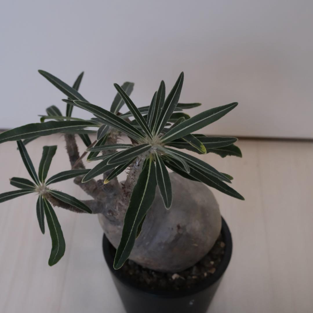 パキポディウム　グラキリス　現地球（最終値下げ）