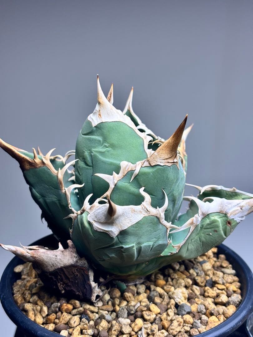 アガベ　オアハカ　ワイルド　現地球株　バンド幅　強棘