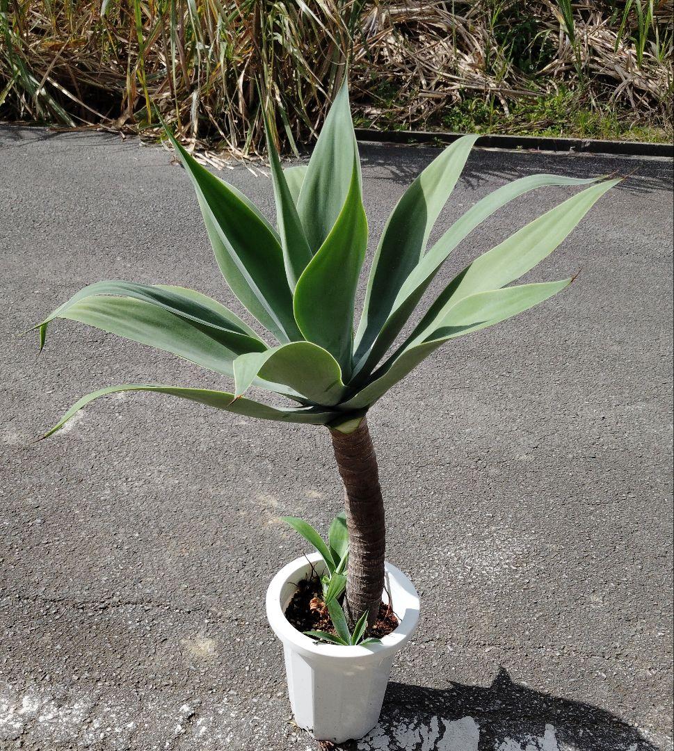 アガベ・アテナータ