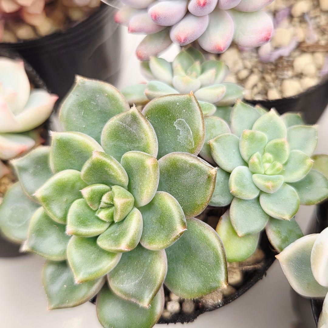 ②全15苗 つぶつぶ屋さん クラッカー❣️あられ❣️ピノチオ❣️発根済ネコポス込