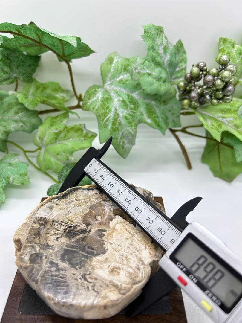 珪化木プレート　ペトリファイドウッド　No.901