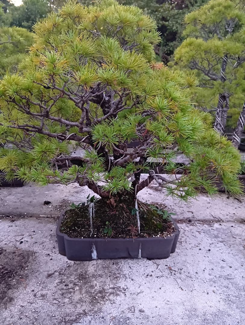 五葉松（かなり持ち込み古い株立ち品）