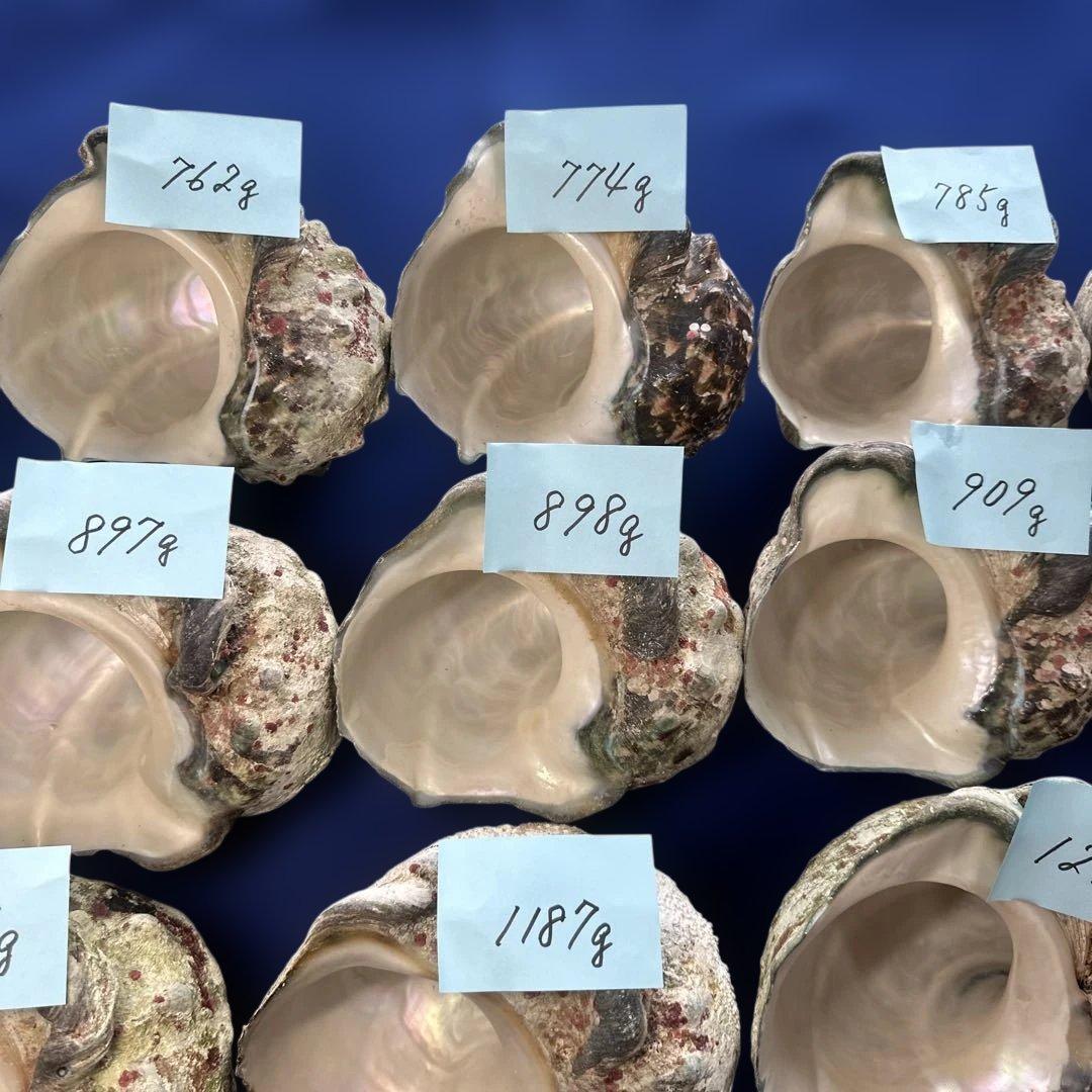 夜光貝　ヤコウ貝　まとめ売り　13個　約12kg アクセサリー　ルアー