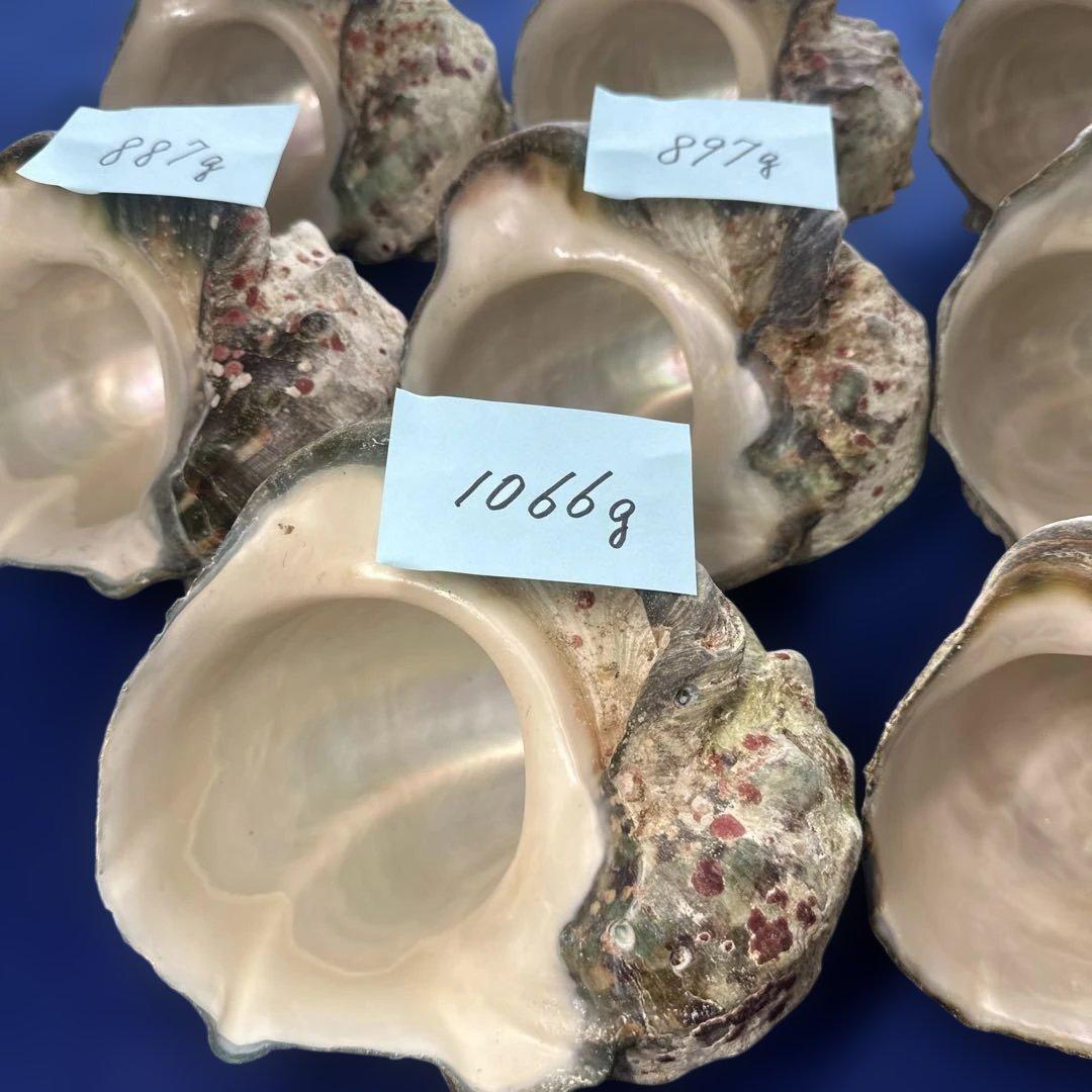 夜光貝　ヤコウ貝　まとめ売り　13個　約12kg アクセサリー　ルアー