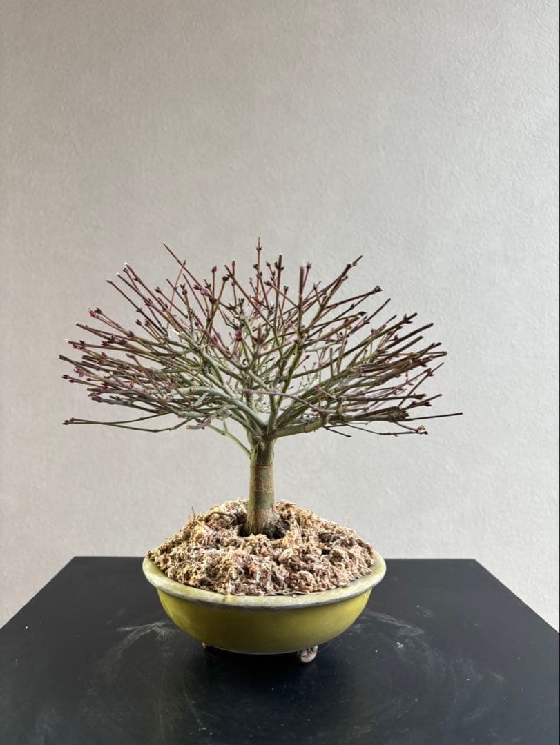 イ*イ様 清姫もみじ　盆栽　八房紅葉　箒作り　小品　樹齢約20年