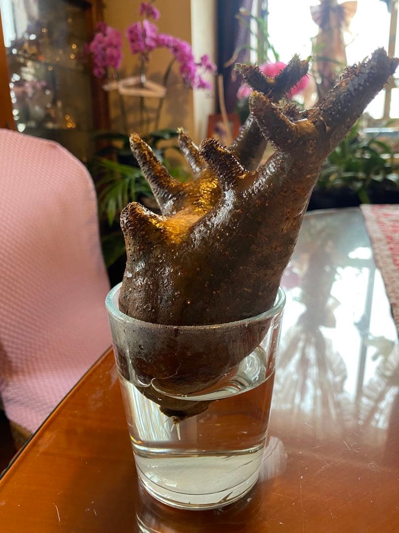 グラキリス現地球 発根済