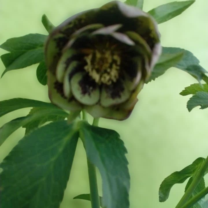 野田園芸。ヘレボルス 多層花びら 緑と紫の斑点グリーンバイカラー。No46