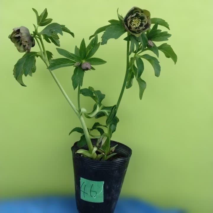 野田園芸。ヘレボルス 多層花びら 緑と紫の斑点グリーンバイカラー。No46