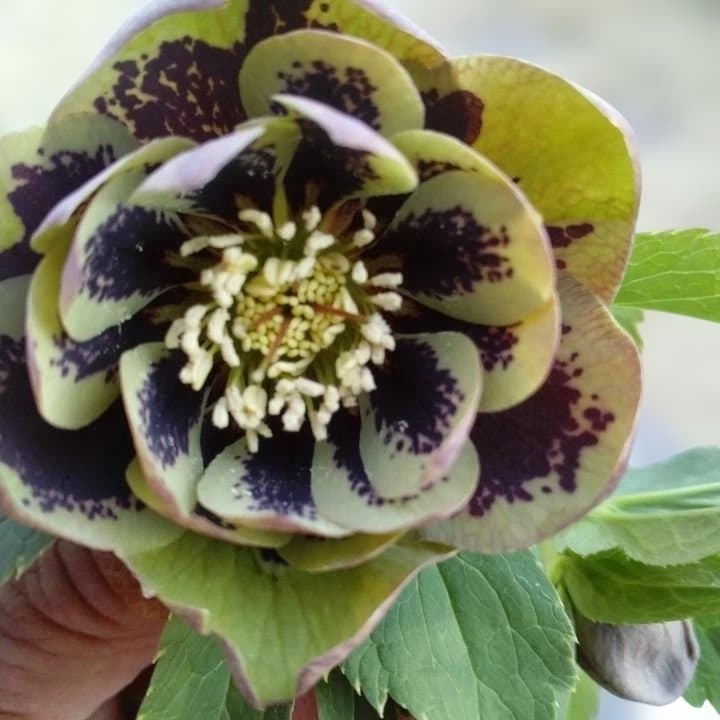 野田園芸。ヘレボルス 多層花びら 緑と紫の斑点グリーンバイカラー。No46