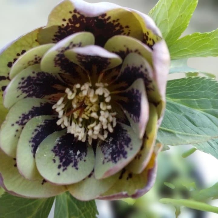 野田園芸。ヘレボルス 多層花びら 緑と紫の斑点グリーンバイカラー。No46