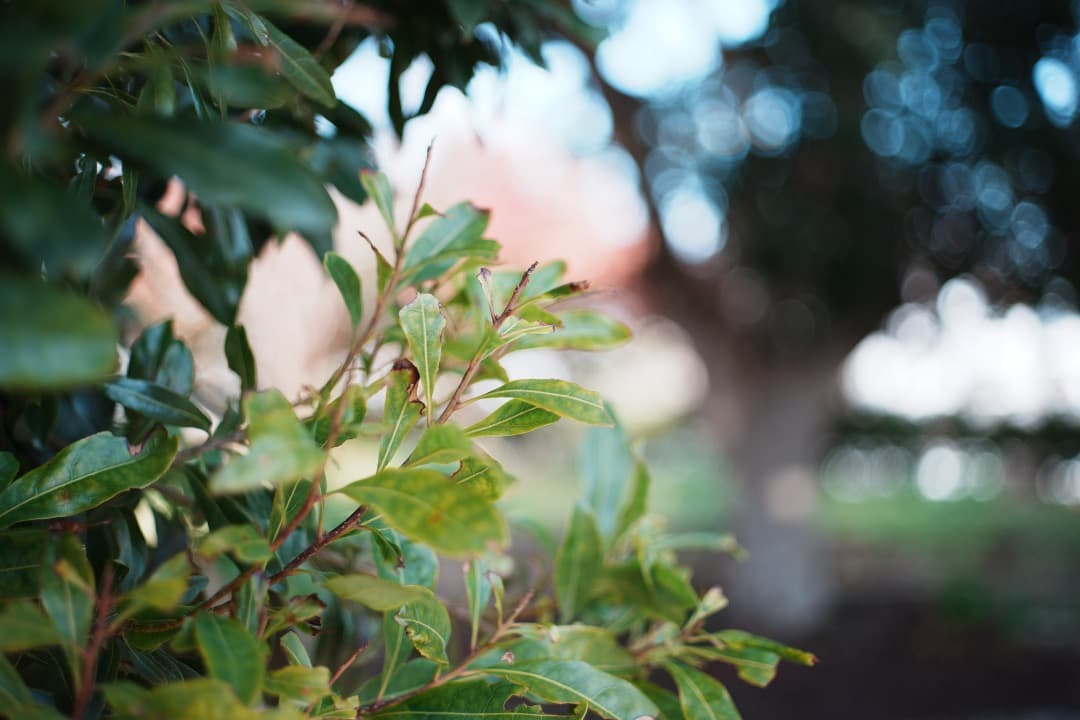 【美品】動作◎ ミノルタ MD ROKKOR 45mm F2 348