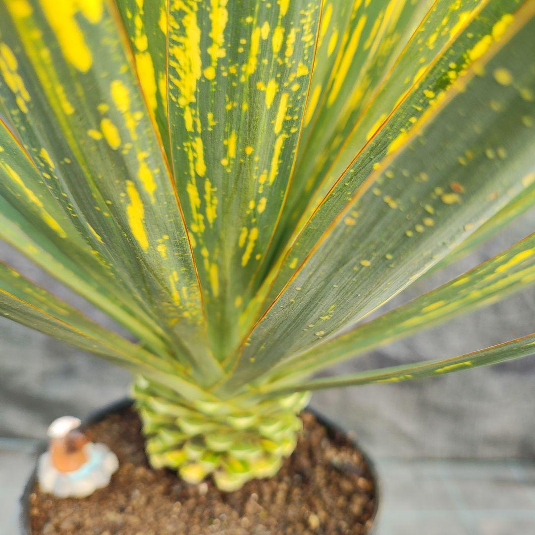 ユッカ　グロリオサ　散り斑