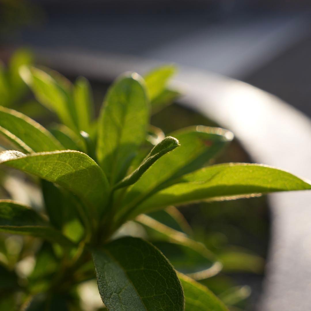 【最安値】SONYソニーEマウントE35mm F1.8 OSS SEL35F18