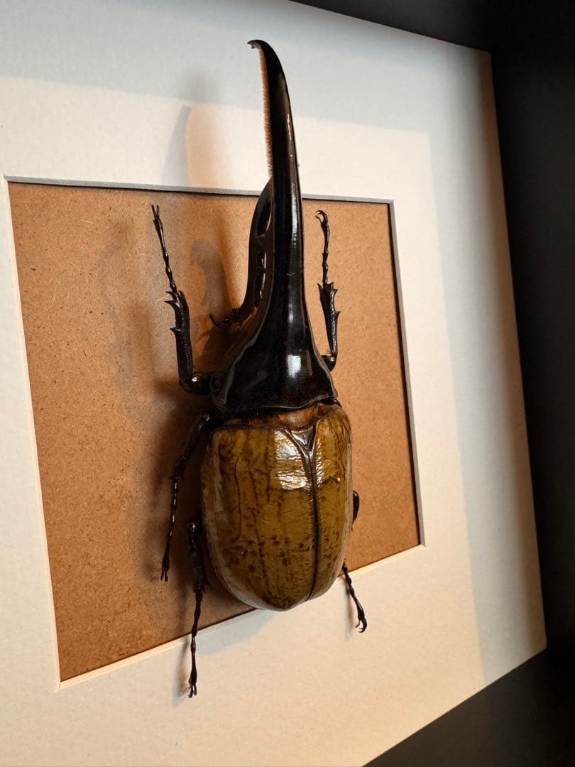ヘラクレスオオカブト　壁掛け標本