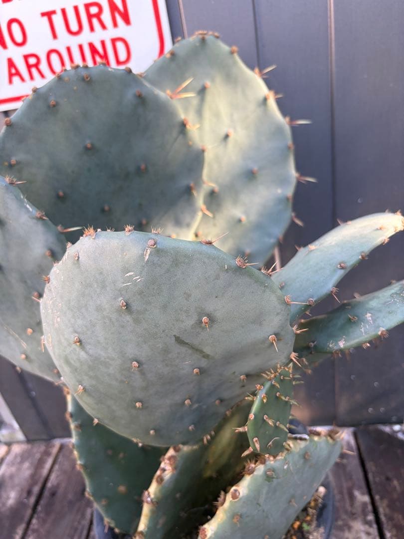 耐寒性強！団扇サボテン　オプンチアのフミフサ群生植え◇ドライガーデン南国アガベ