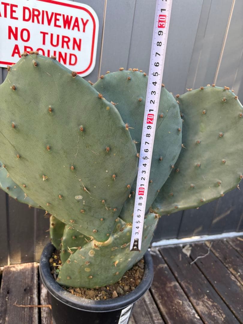 耐寒性強！団扇サボテン　オプンチアのフミフサ群生植え◇ドライガーデン南国アガベ