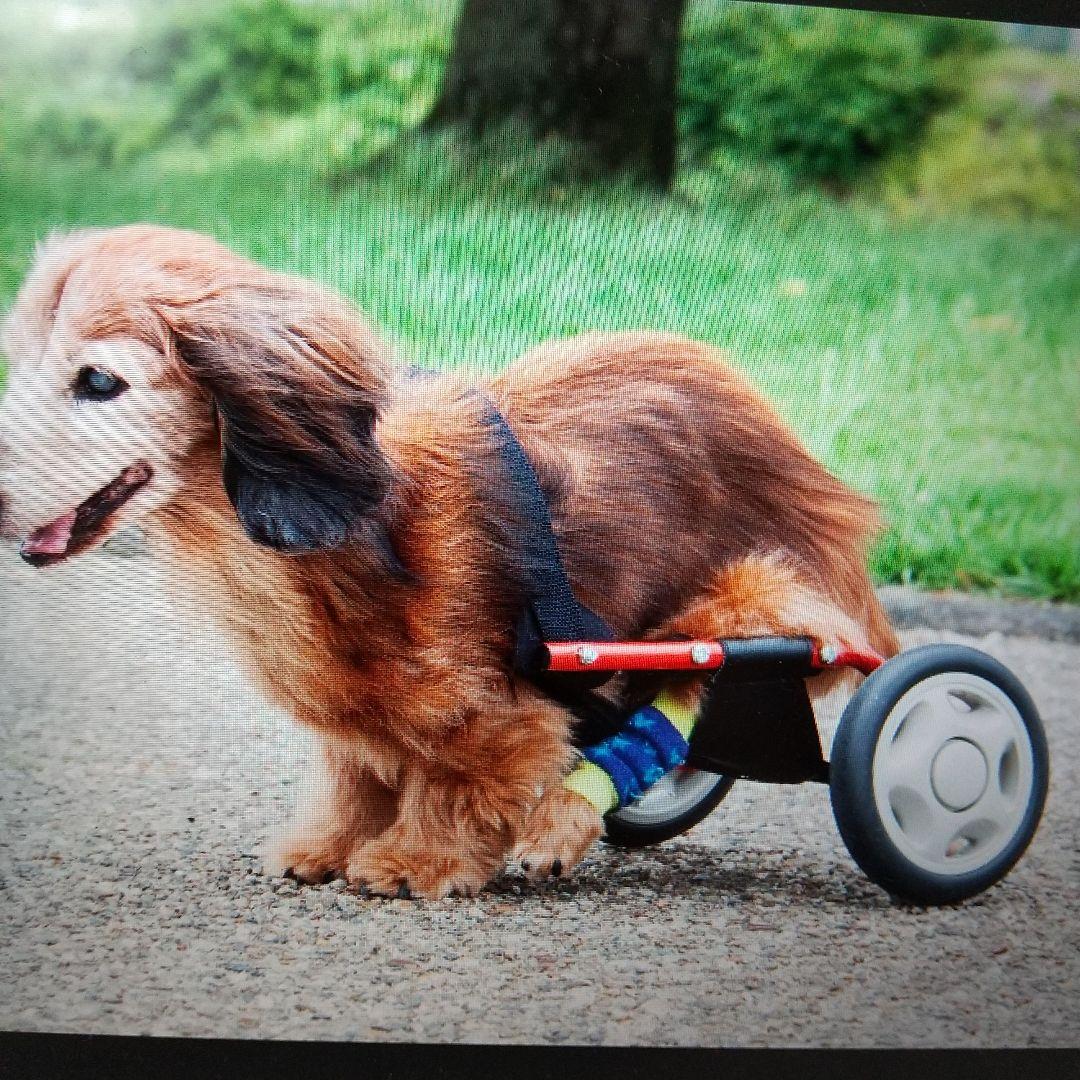犬用車いす 赤 ミニチュアダックスフンド専用
