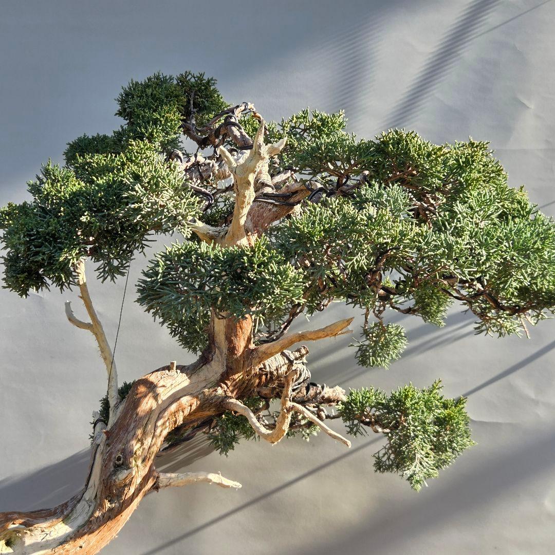 真柏　[斜幹木]　大品盆栽