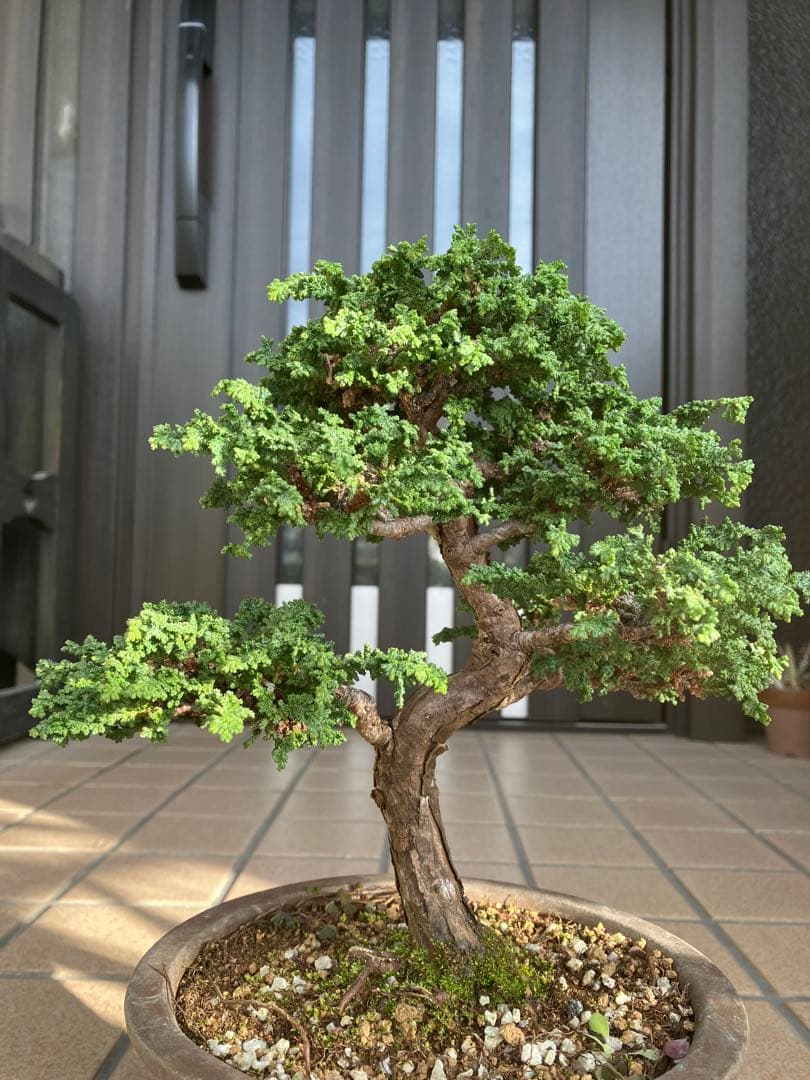 ◉石化檜盆栽　究極の逸品　幹の曲と美しい樹形が超魅力！　　大特価！早いもの勝ち