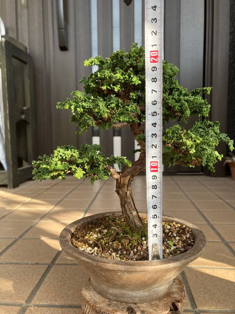 ◉石化檜盆栽　究極の逸品　幹の曲と美しい樹形が超魅力！　　大特価！早いもの勝ち