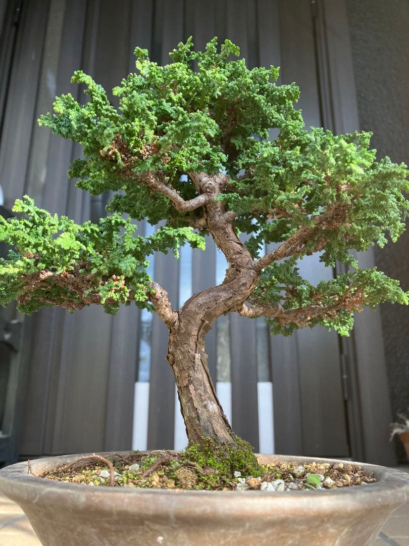 ◉石化檜盆栽　究極の逸品　幹の曲と美しい樹形が超魅力！　　大特価！早いもの勝ち