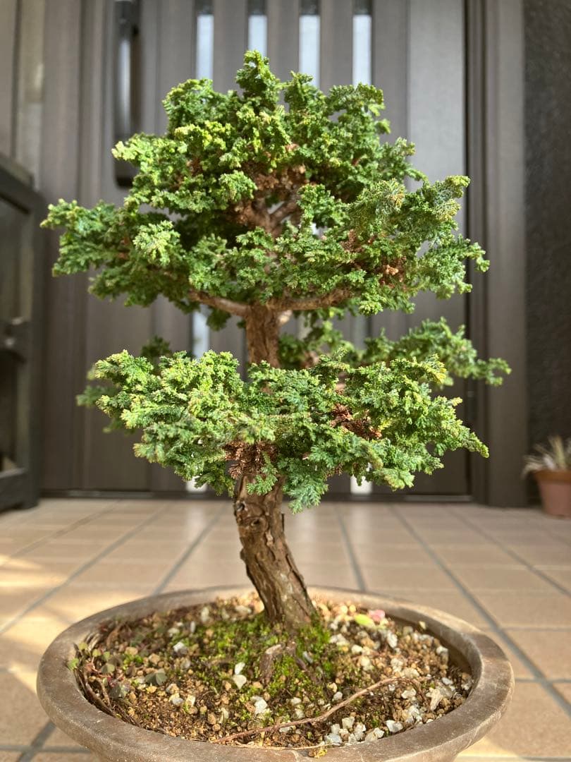 ◉石化檜盆栽　究極の逸品　幹の曲と美しい樹形が超魅力！　　大特価！早いもの勝ち