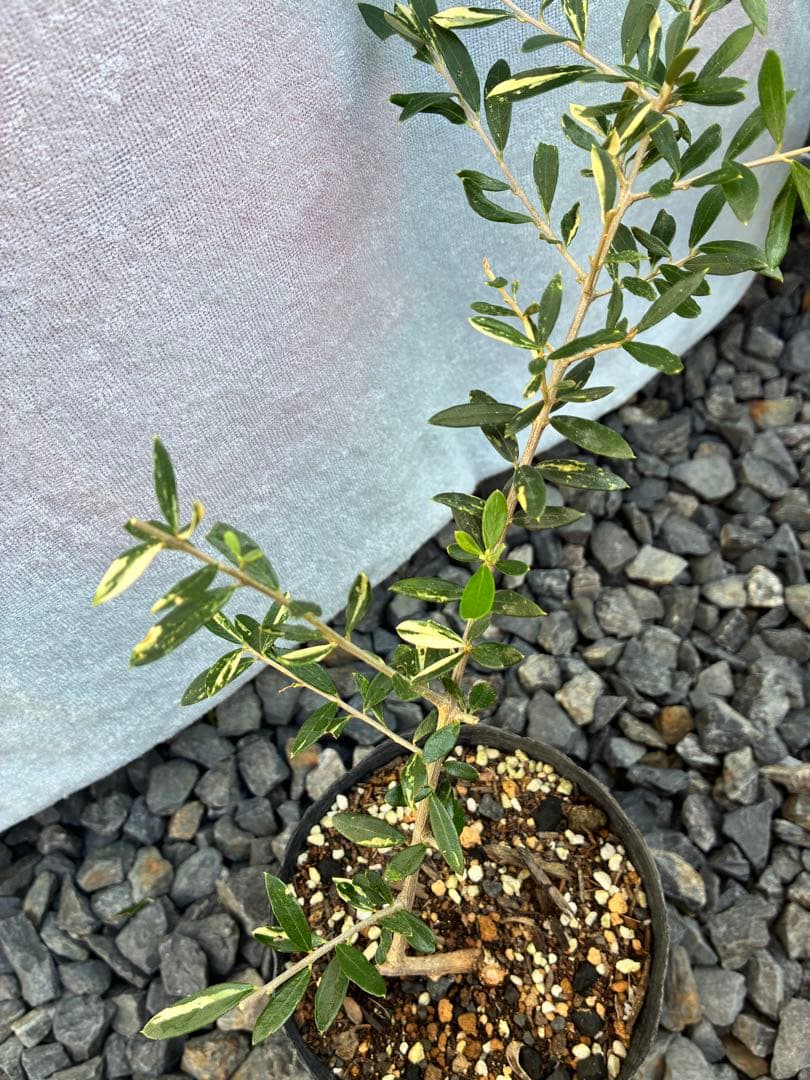 斑入りオリーブ苗　③