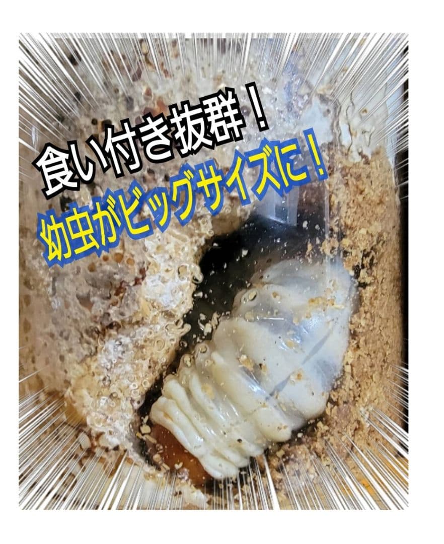 極上！オオヒラタケ菌糸瓶【8本】特殊アミノ酸強化！オオクワ、ヒラタ、ニジイロに！