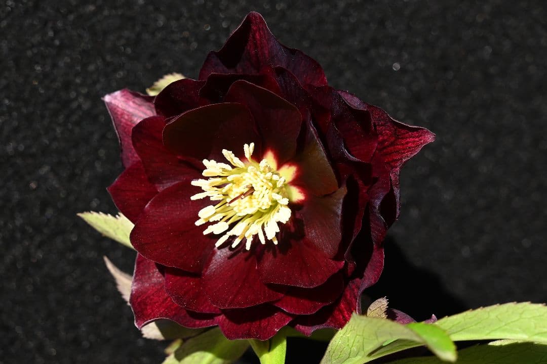 クリスマスローズ　最新花1級品認定キラメキ✩チョコレート青茎タイプ　加藤農園