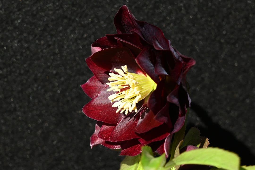 クリスマスローズ　最新花1級品認定キラメキ✩チョコレート青茎タイプ　加藤農園