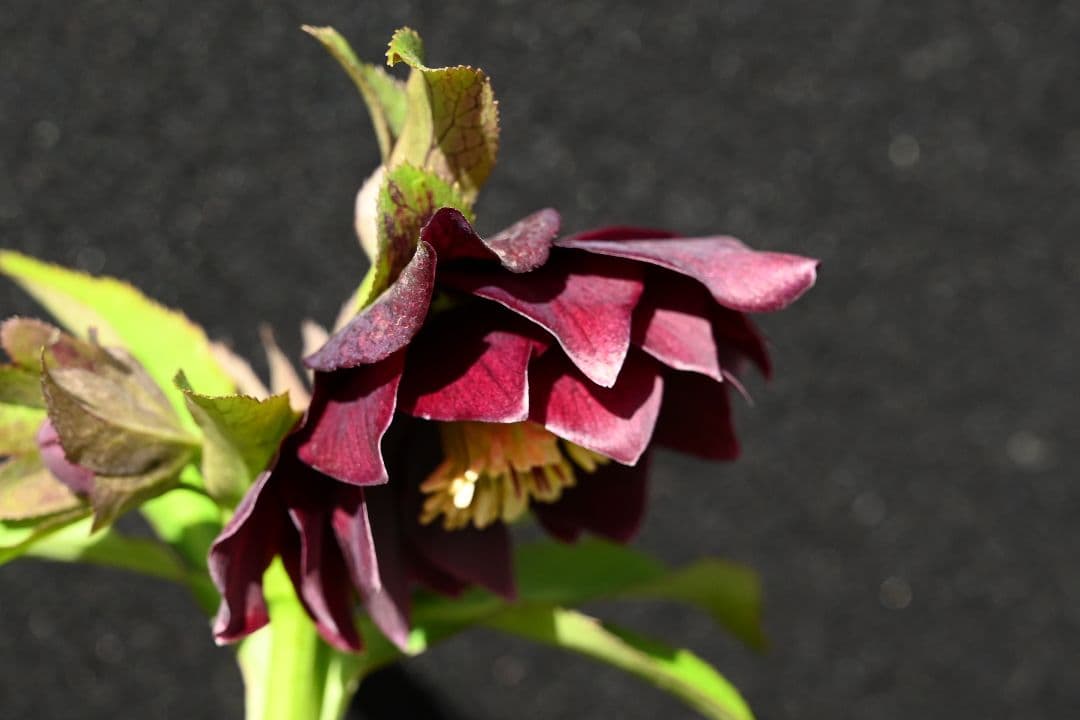 クリスマスローズ　最新花1級品認定キラメキ✩チョコレート青茎タイプ　加藤農園