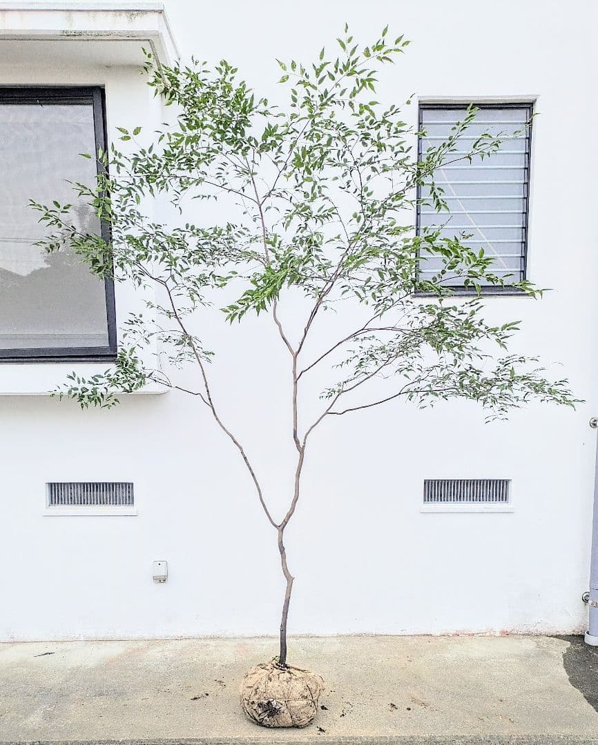 清秀。。山採りハイノキ。。