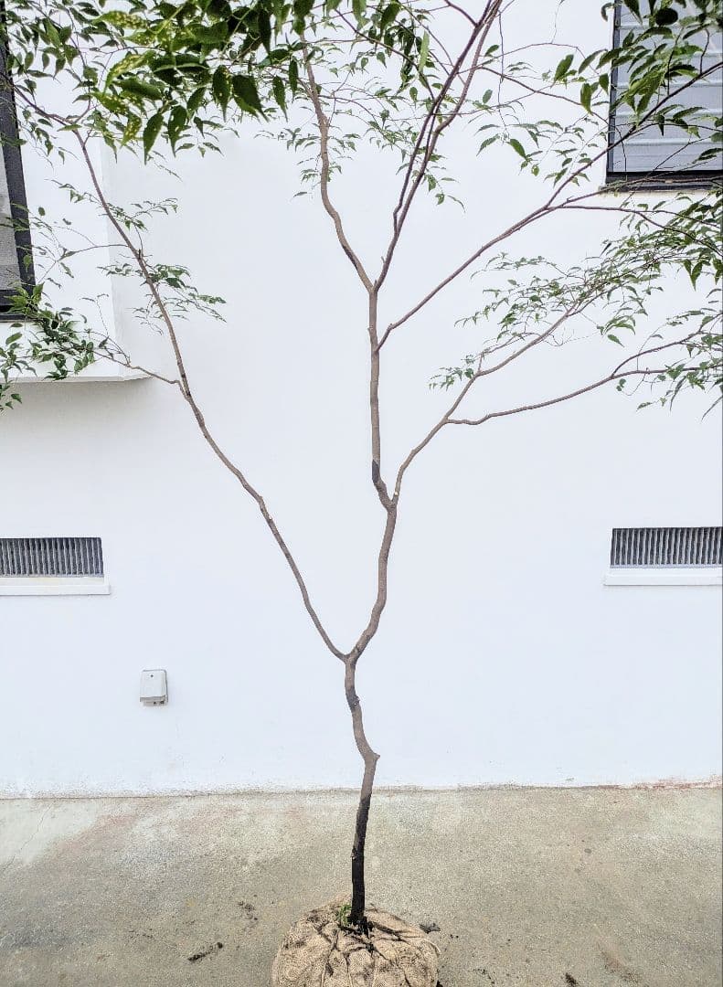 清秀。。山採りハイノキ。。