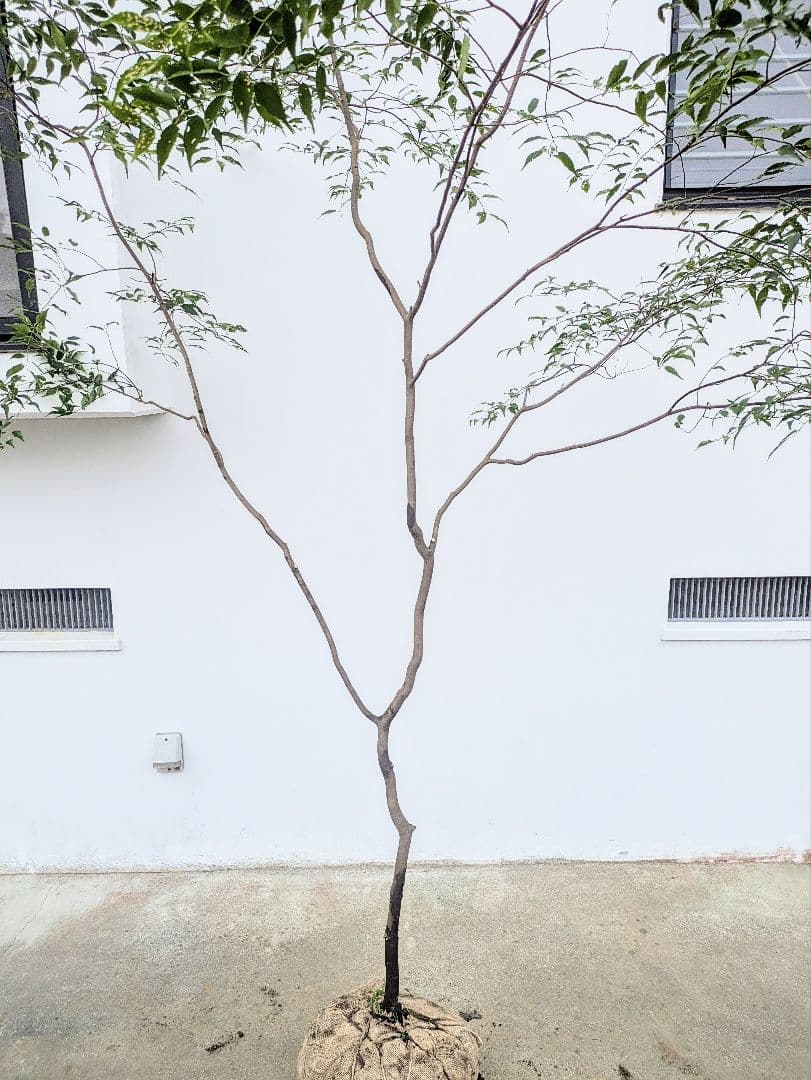 清秀。。山採りハイノキ。。