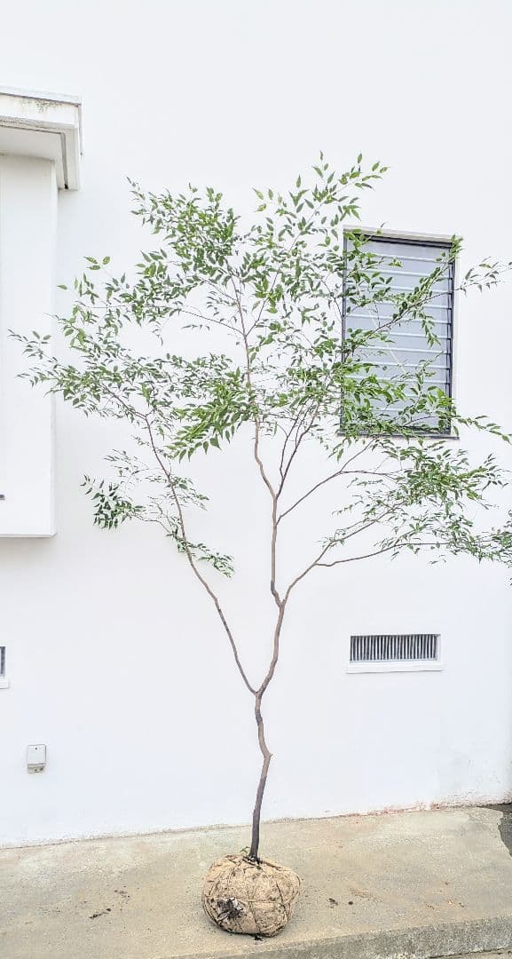 清秀。。山採りハイノキ。。