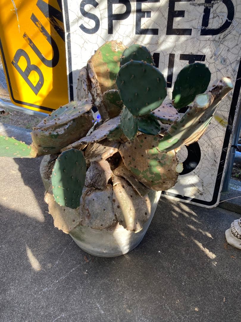 耐寒性オプンチア木質古株コンクリ鉢植えサボテン南国オブジェ　アメリカン　ガレージ