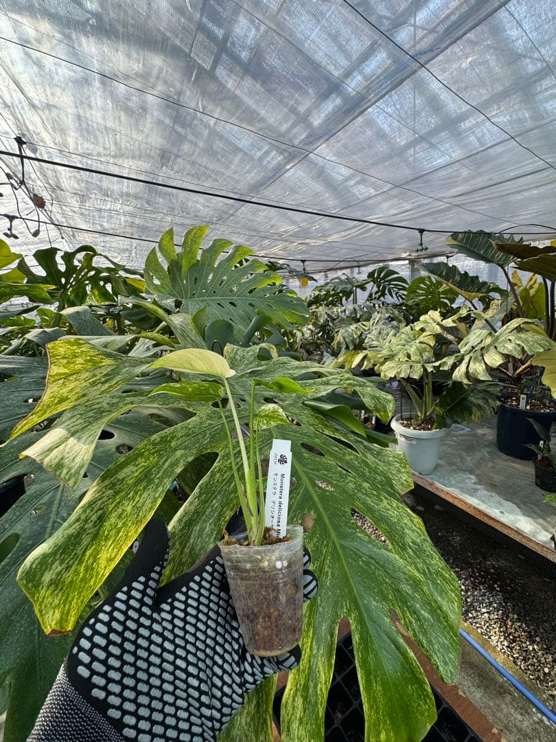 モンステラ　デリシオーサ　ミント　ネコポス