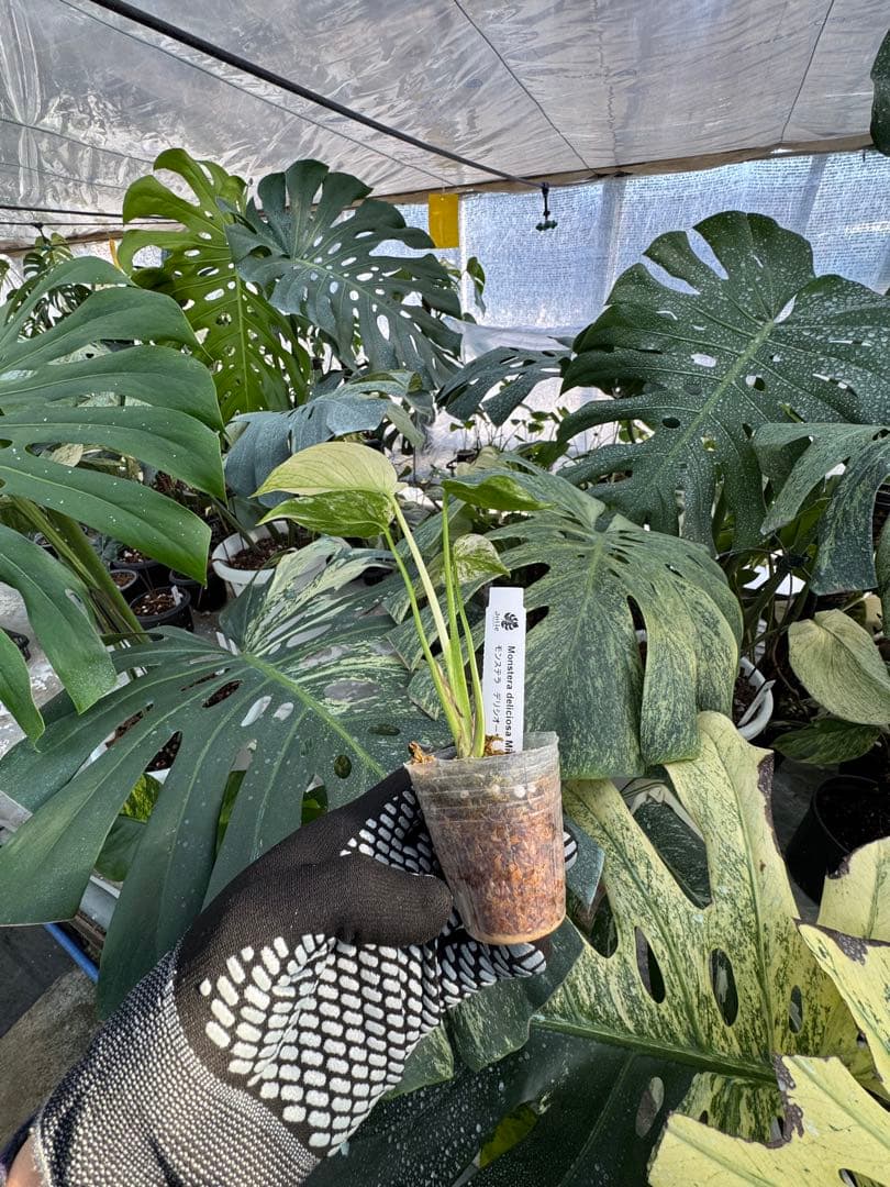 モンステラ　デリシオーサ　ミント　ネコポス