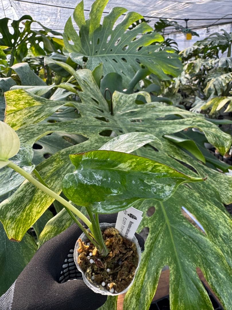 モンステラ　デリシオーサ　ミント　ネコポス