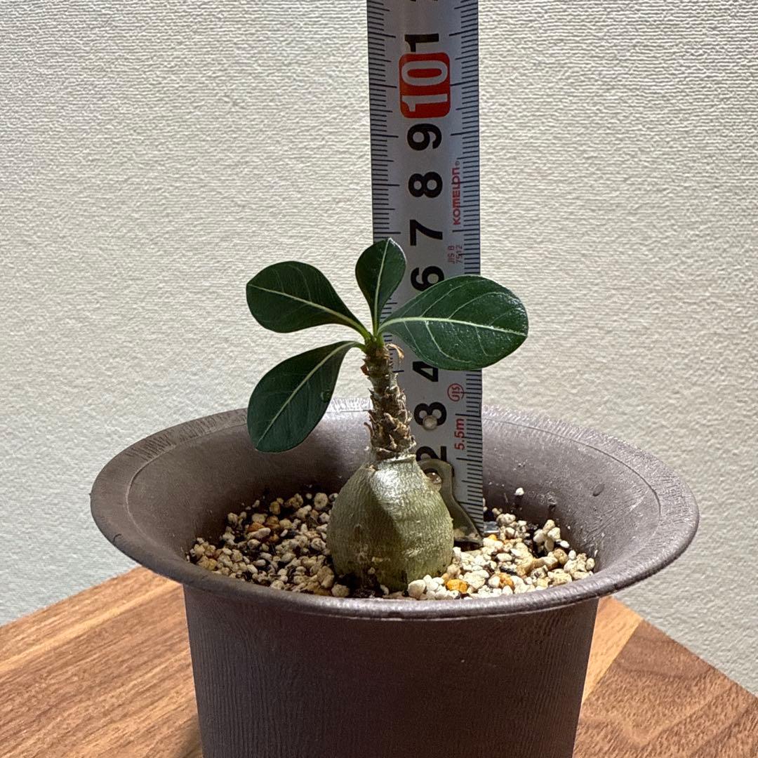 アデニウム　ソコトラナム (EU輸入株)