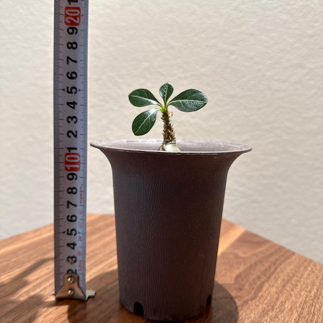 アデニウム　ソコトラナム (EU輸入株)