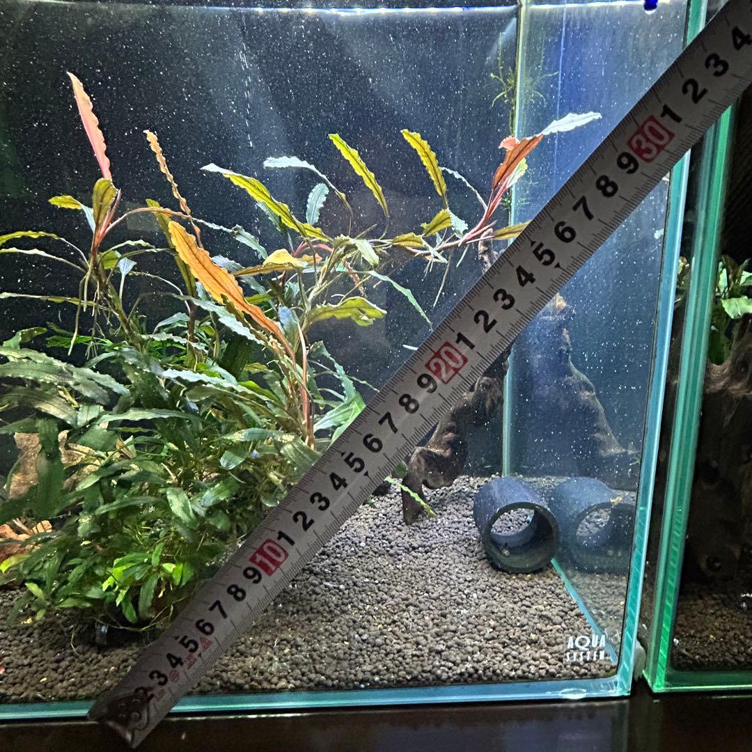 ブセファランドラ sp. クアラクアヤン 超大株 無農薬 水中葉